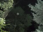 Orb in the trees